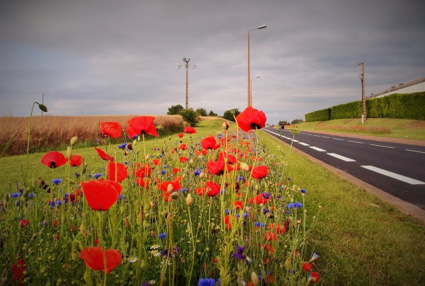 Des allées fleuries en hommage aux combattants de la 1ère Guerre Mondiale le long du parcours des cyclistes